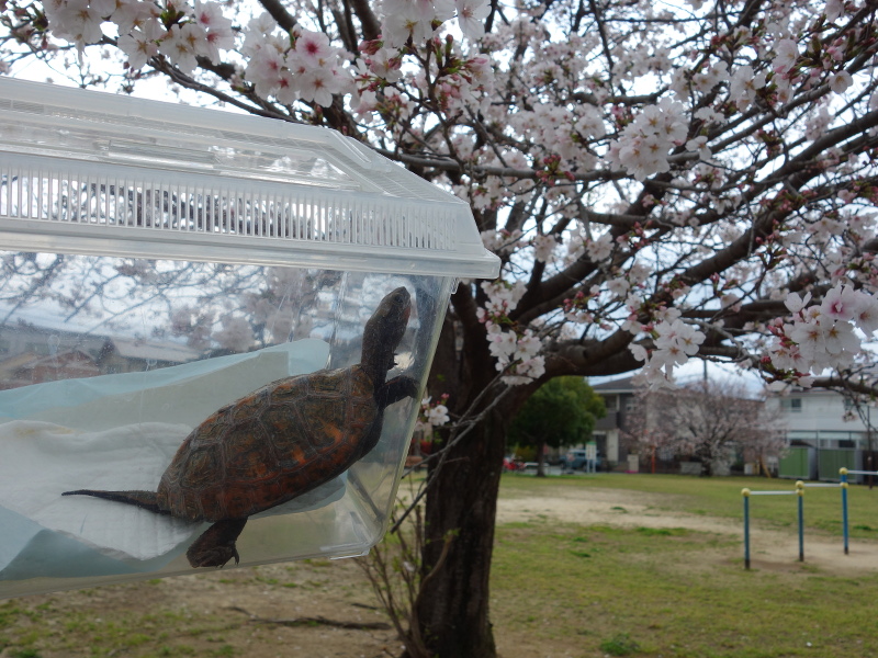 ニホンイシガメ