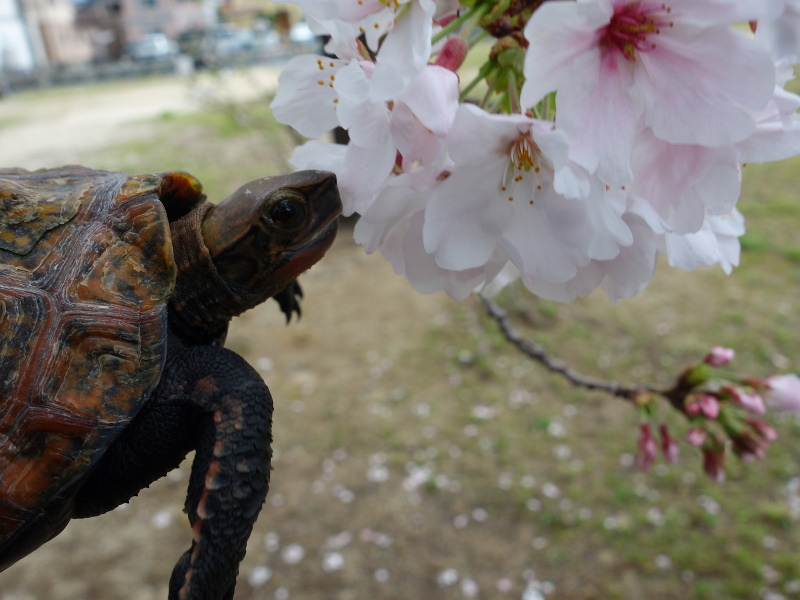 ニホンイシガメ