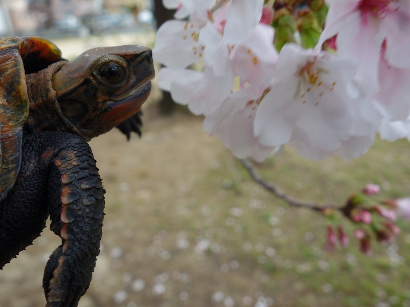 ニホンイシガメ