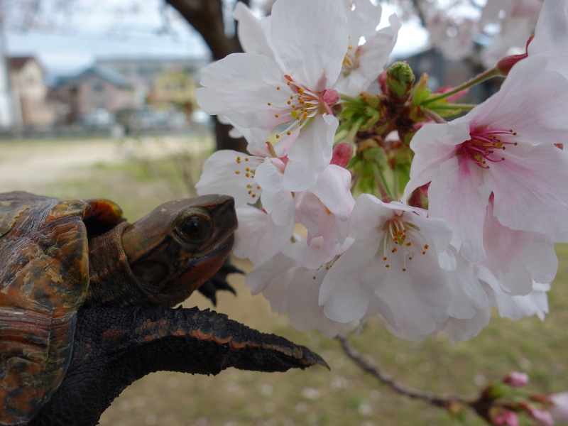 ニホンイシガメ
