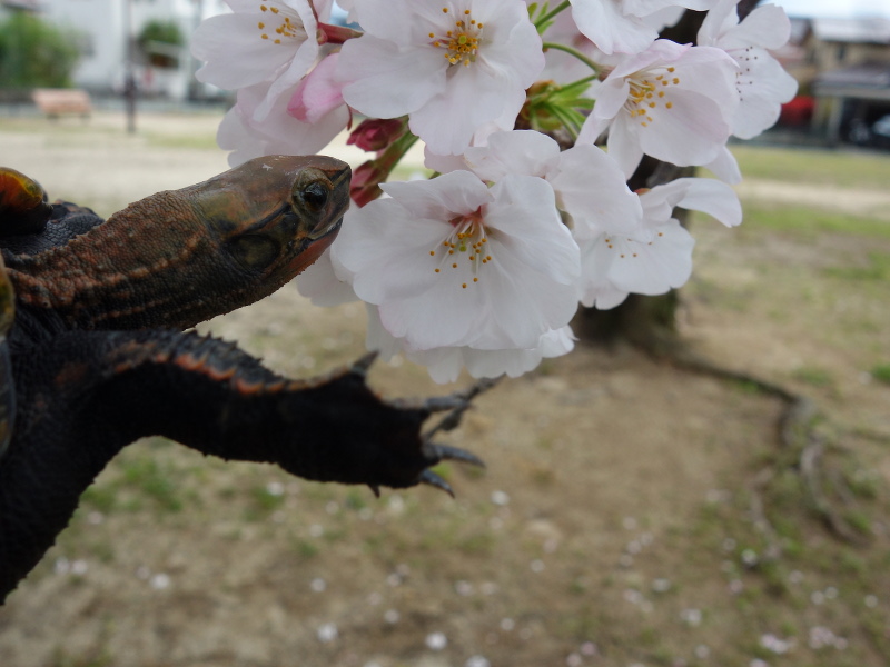 ニホンイシガメ