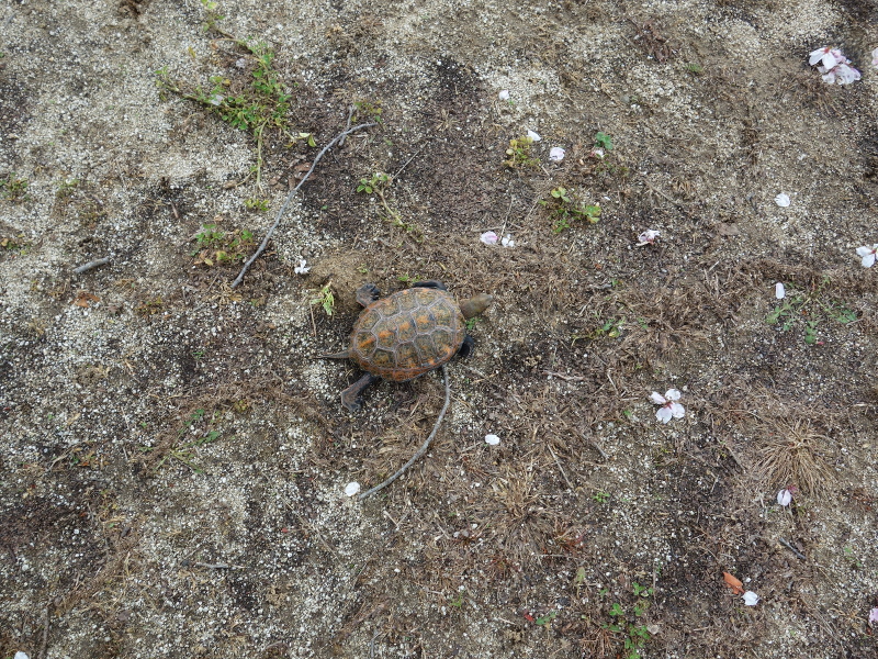 ニホンイシガメ