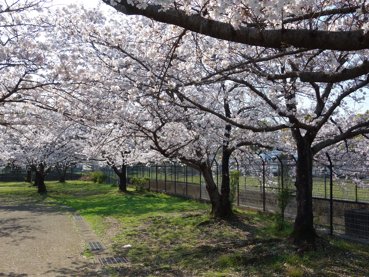 開花したソメイヨシノ