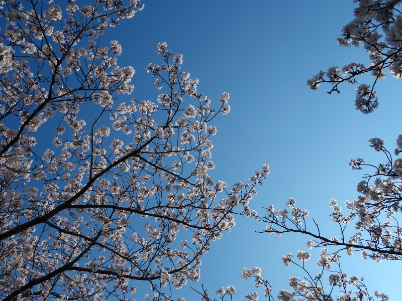 ソメイヨシノの花と青空