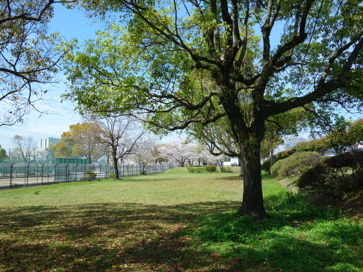 公園のクスノキと芝生と桜